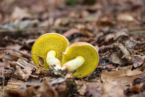 Pores of suede bolete mushrooms (Xerocomus subtomentosus) photo