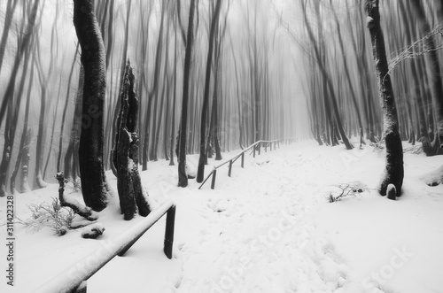 Fototapeta Naklejka Na Ścianę i Meble -  winter in the woods