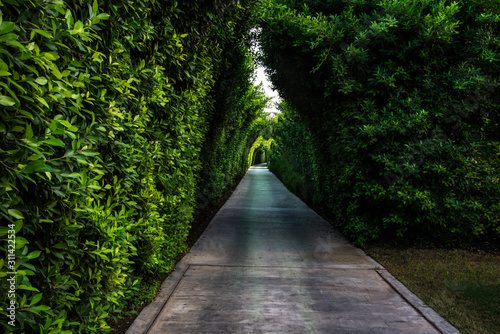 Fototapeta Naklejka Na Ścianę i Meble -  Green lane with the hedge in the summer