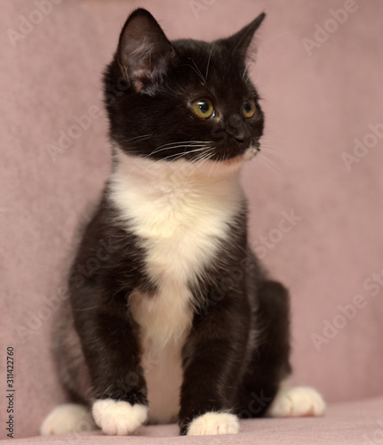 black and white little kitten on a beige background photo