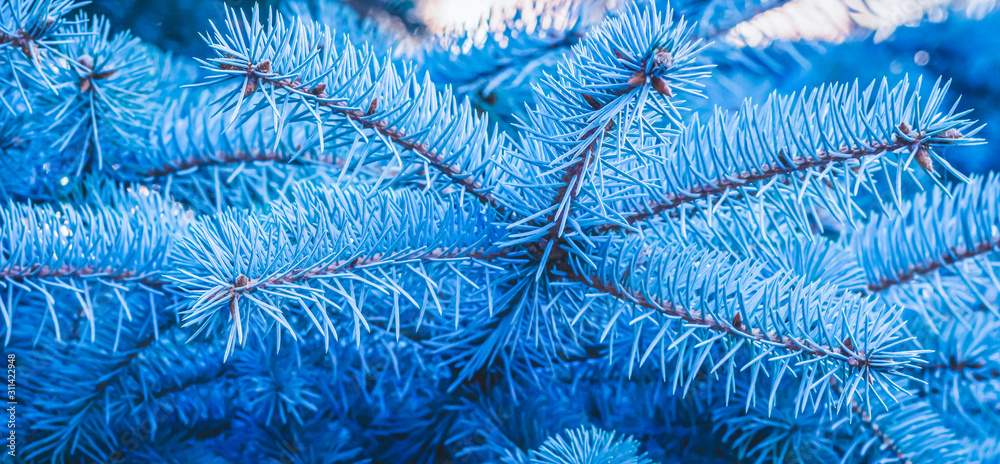 Selective focus on the branches of silver spruce. Natural pattern. Selective focus on the branches of silver spruce. Natural pattern.