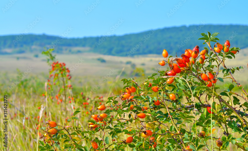 A Bush with bright orange rosehip fruit in a Sunny meadow. Close up. Selective focus.