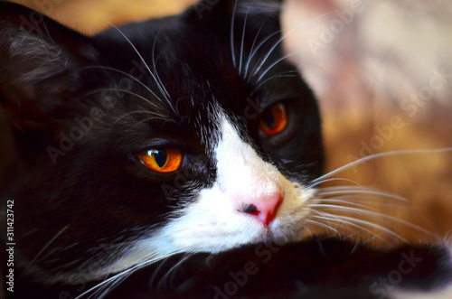 A handsome black-and-white straight-eared Scottish cat with orange eyes looks contemptuously at the camera. Close up. Selective focus. photo