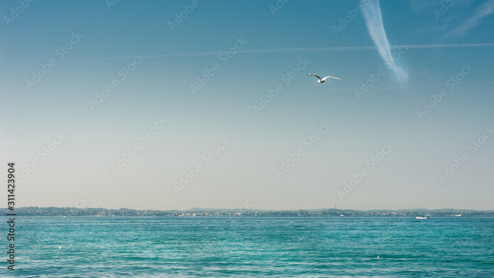 Fototapeta premium A lonely seagull flying over the horizon of a beautiful and calm sea surface