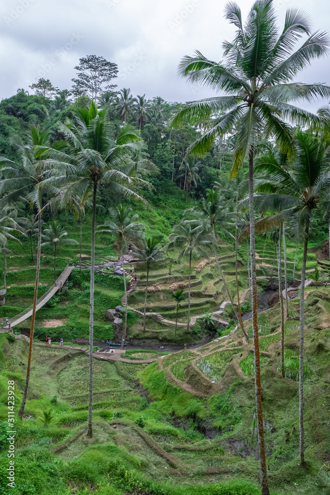 Obraz premium Rice terrace near Ubud, Bali, Indonesia