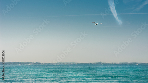 A lonely seagull flying over the horizon of a beautiful and calm sea surface