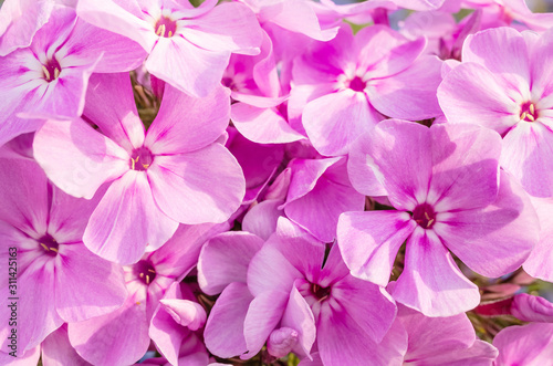 Small pink phlox flowers close-up. Bright macro photo. Summer concept, minimalism, copyspace.
