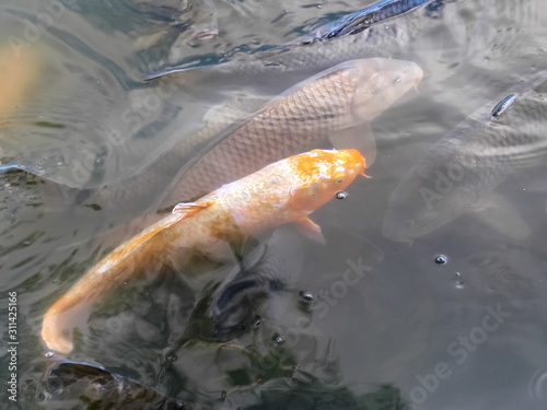 Fotografie close up of an orange koi at kinkakuji temple in kyoto