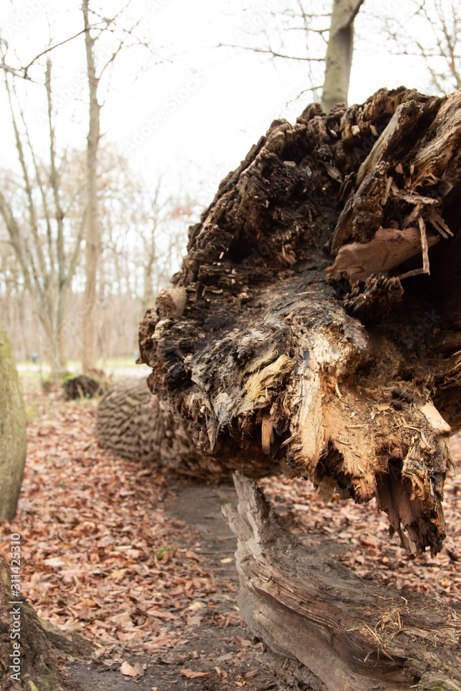 Obraz premium gefallener Baum im Park, perspektivische Aufnahme