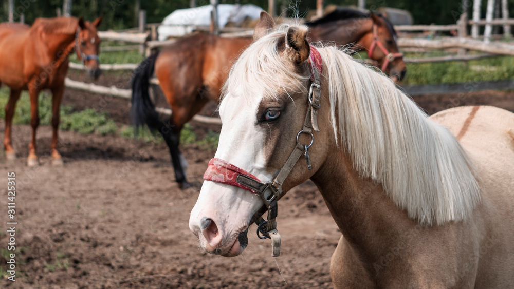Obraz premium Portrait horse with classic blue eyes. Animal, instagram and photo concept.