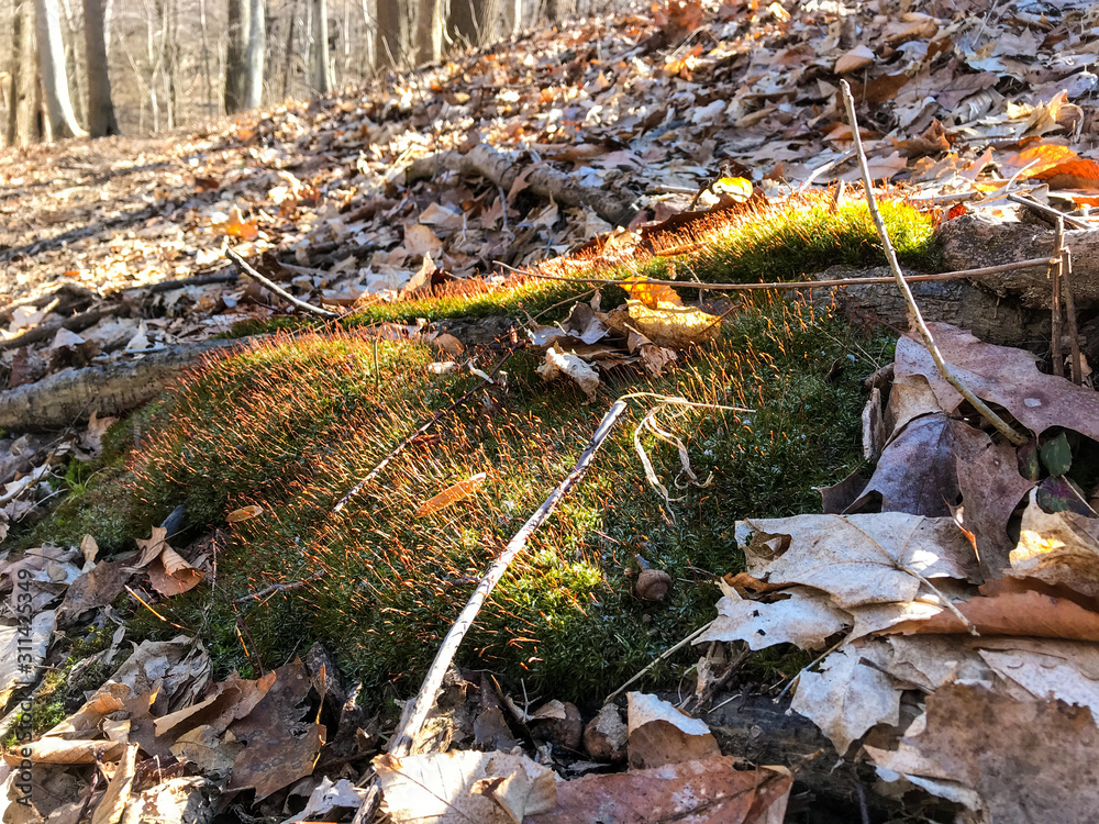 Obraz premium moss and leaves