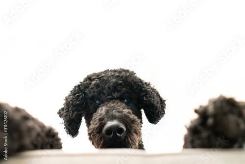 View from below of black poodle on sofa
