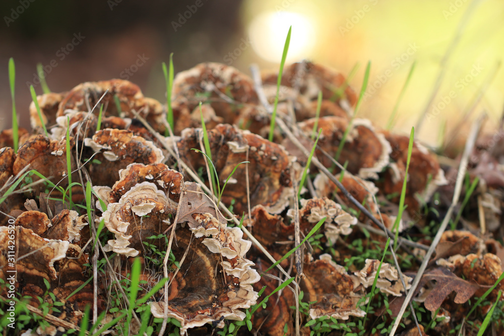 mushroom in the forest mushroom in the forest