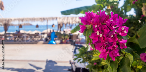 Close up  bougainvillea in the mediterranean sea landscape on Crete island © Berki Cosmin Alin