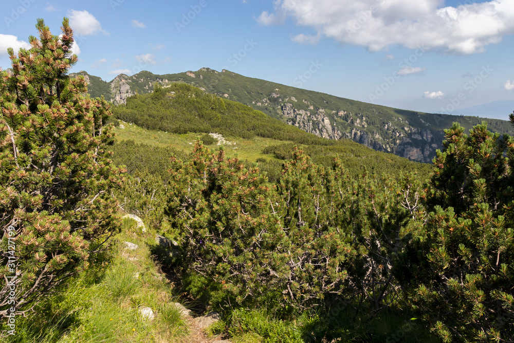 Obraz premium Green hills around The Camel peak, Rila Mountain, Bulgaria