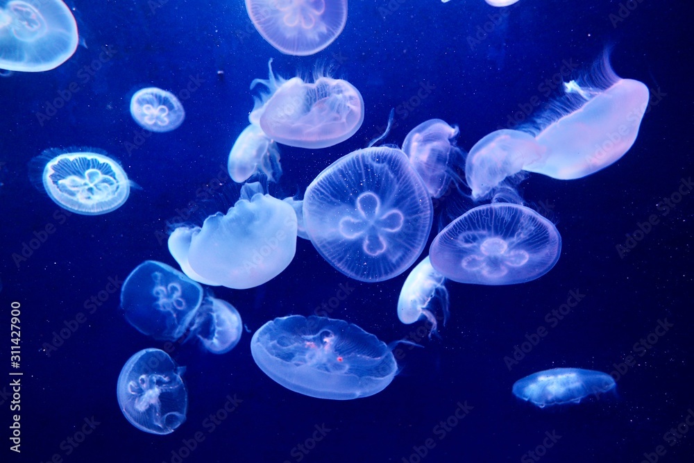 Jellyfish Jellyfish