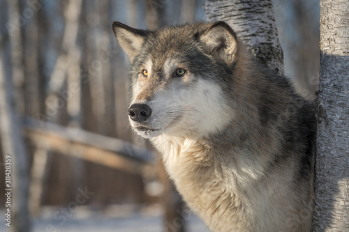 Grey Wolf (Canis lupus) Looks Out and Left Between Trees Winter © geoffkuchera