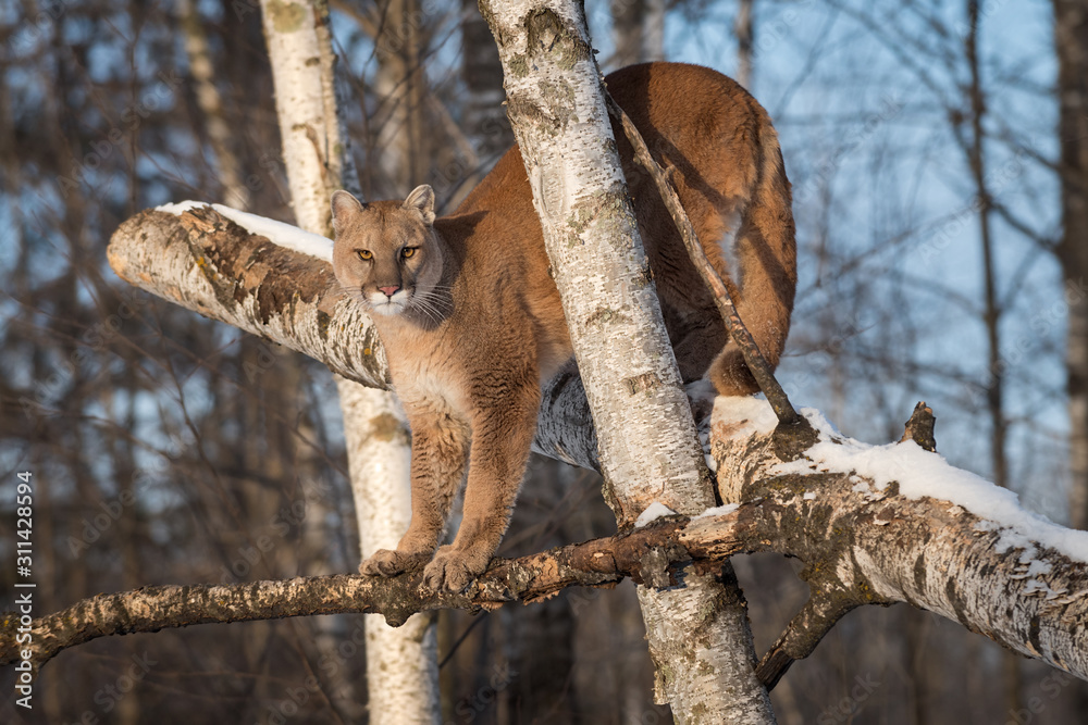 Adult Female Cougar (Puma concolor) Glares Out from Birch Branches Winter  Stock Photo | Adobe Stock