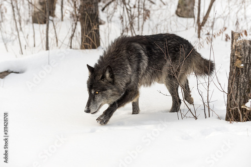 Black Phase Grey Wolf (Canis lupus) Creeps Out of Woods Winter © geoffkuchera