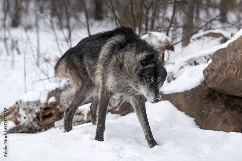 Black Phase Grey Wolf (Canis lupus) Shakes Off Winter