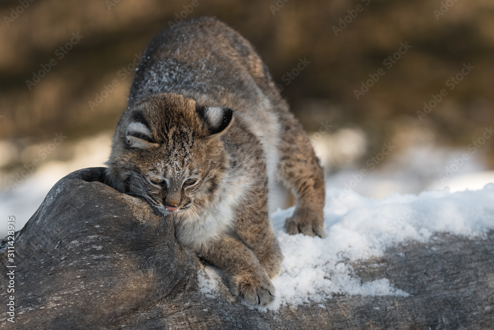 Bobcat (Lynx rufus) Rubs Cheek on Log to Scent Mark Winter