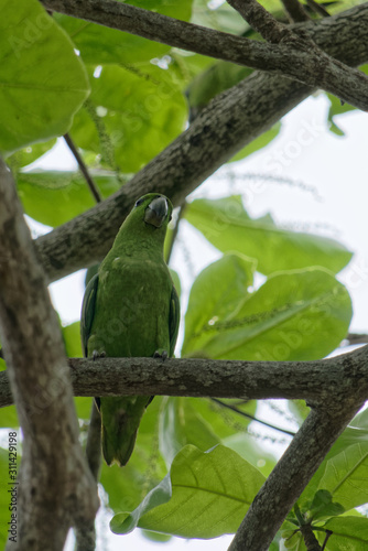 Toui-été, beau perroquet vert haut perché en Guyane française