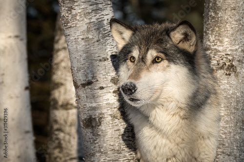 Grey Wolf  Canis lupus  Looks Between Birch Trees Winter