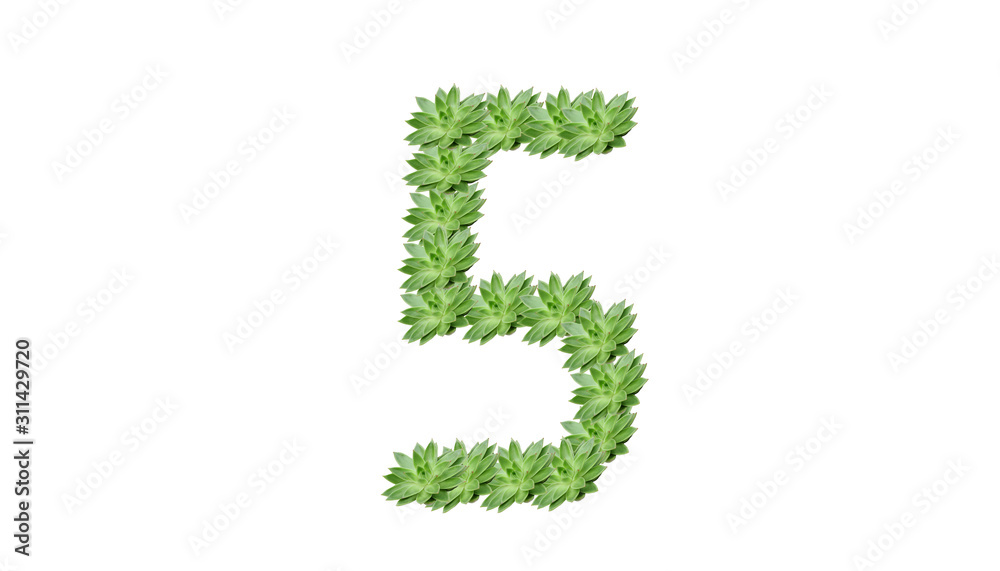 5 en chiffre plante verte sur fond blanc 5 en chiffre plante verte sur fond blanc