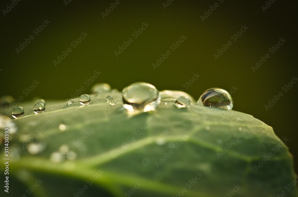 some raindrops are fallen on a leaf, in the sunlight, macro some raindrops are fallen on a leaf, in the sunlight, macro