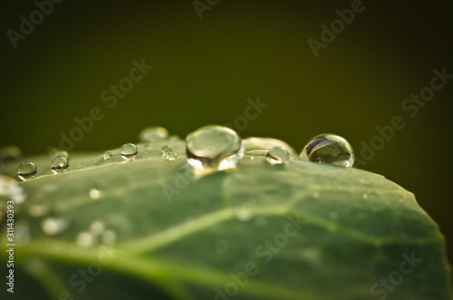 some raindrops are fallen on a leaf, in the sunlight, macro
