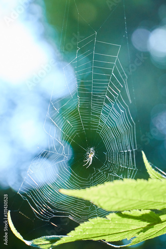 Spider on its web in nature. The world of insects