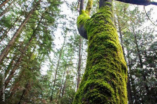 Moss Covered Tree in Westwood Lake