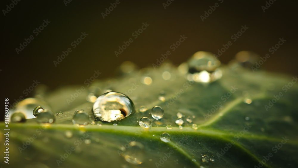 some raindrops are fallen on a leaf, in the sunlight, macro some raindrops are fallen on a leaf, in the sunlight, macro