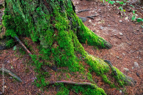 Moss Covering Old Tree in Forest