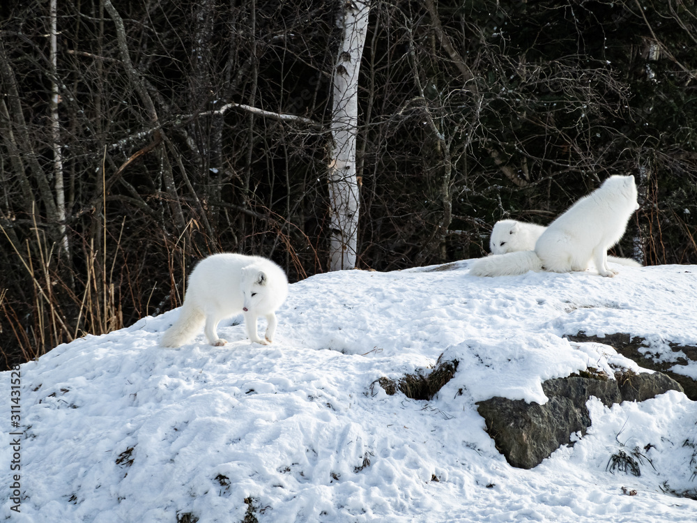 Arctic Foxes in winter Arctic Foxes in winter