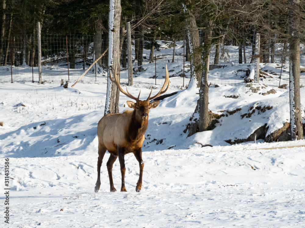 A large deer in the winter A large deer in the winter