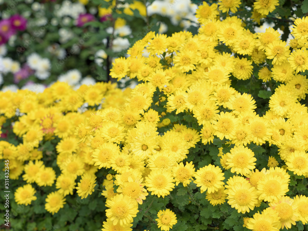 Obraz premium 菊の花