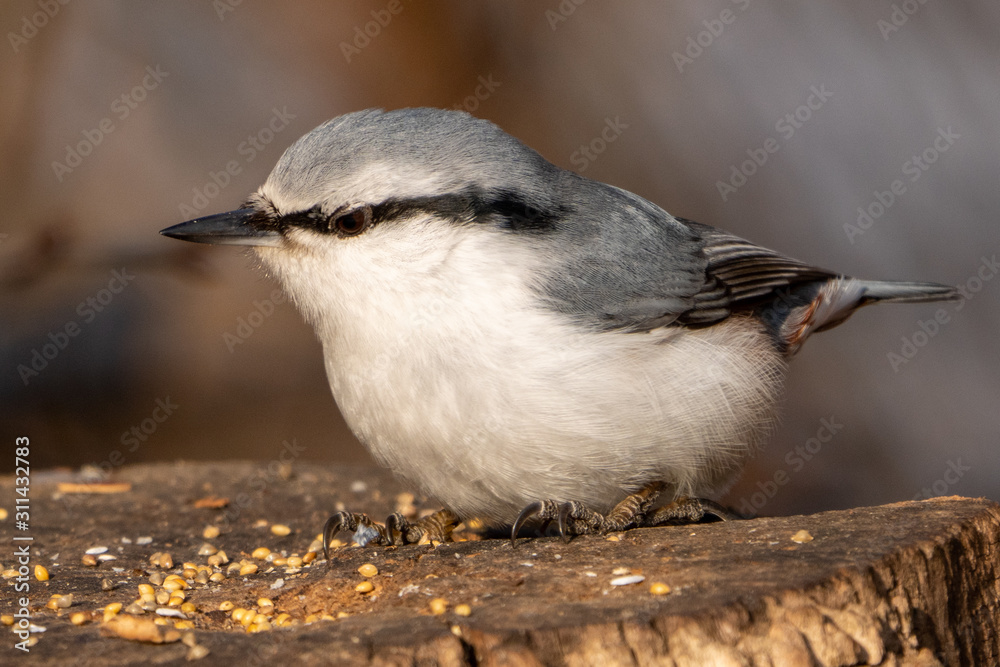 Obraz premium ゴジュウカラ