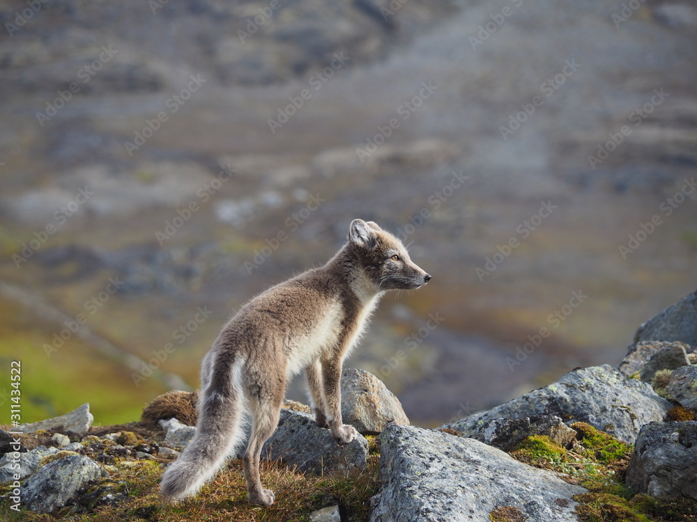 Fototapeta premium Lis wypatrujący zdobyczy nad kolonią alczyków. Europa, Svalbard, Hornsund