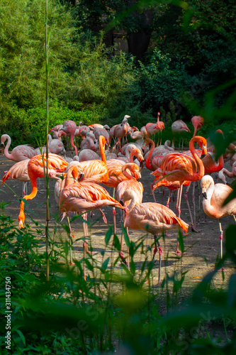Pink flamingos close-up standing around green trees and bushes in wildlife