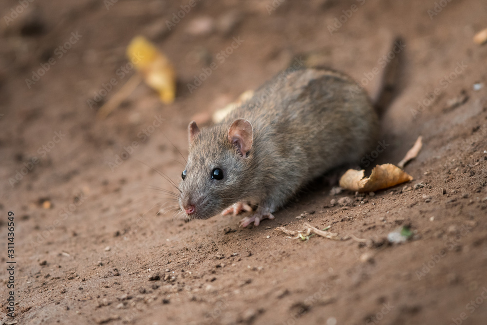 Norwya rat in the natural environment, close up, city park, detail, wildlife, ecology, Rattus norvegicus, Europe Norwya rat in the natural environment, close up, city park, detail, wildlife, ecology, Rattus norvegicus, Europe