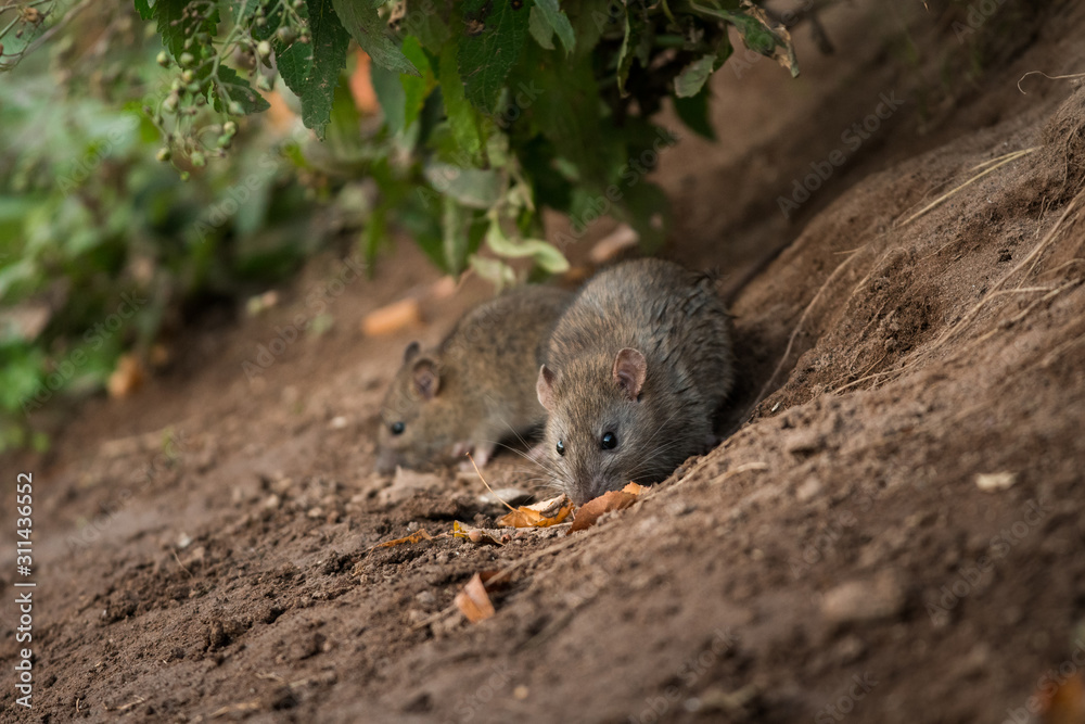 Norwya rat in the natural environment, close up, city park, detail, wildlife, ecology, Rattus norvegicus, Europe Norwya rat in the natural environment, close up, city park, detail, wildlife, ecology, Rattus norvegicus, Europe