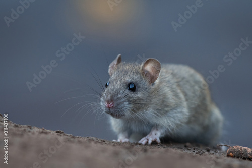 Norwya rat in the natural environment, close up, city park, detail, wildlife, ecology, Rattus norvegicus, Europe © JAKLZDENEK