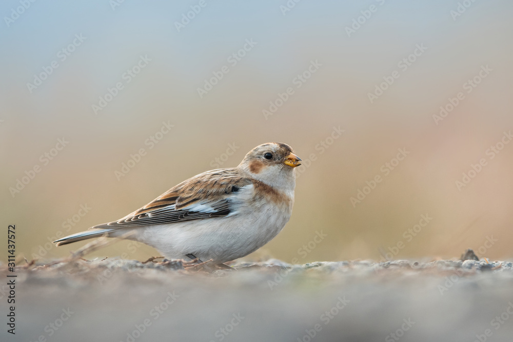 Snow bunting, Plectrophenax nivalis Snow bunting, Plectrophenax nivalis