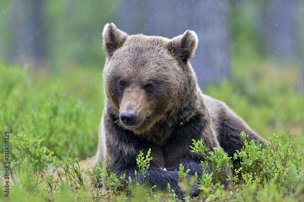 Fototapeta premium Brown bear in the summer forest. Scientific name: Ursus arctos. Natural habitat.