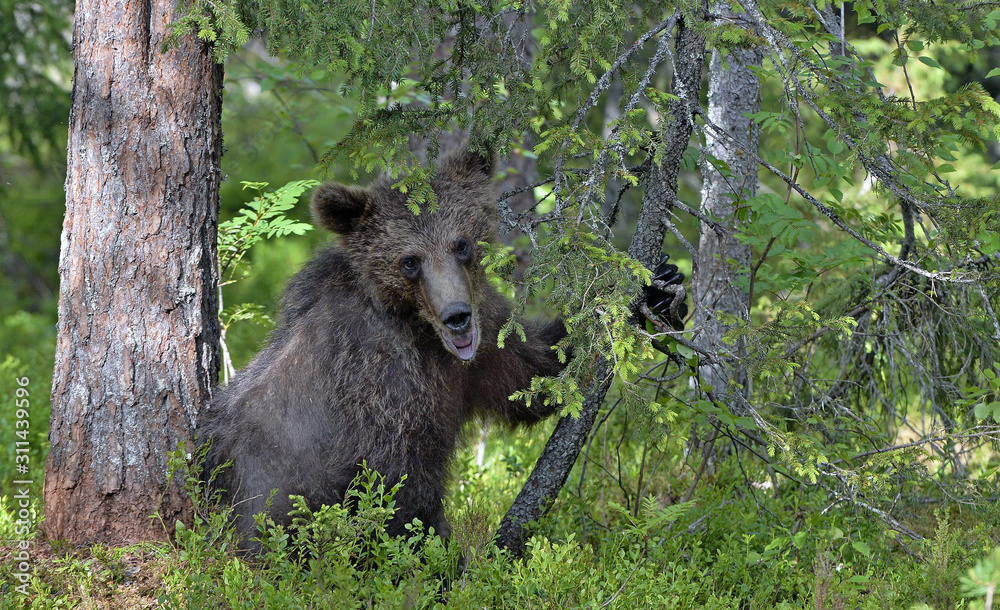 Fototapeta premium Little bear sits under a pine tree. Cub of Brown Bear in the summer forest. Natural habitat. Scientific name: Ursus arctos.