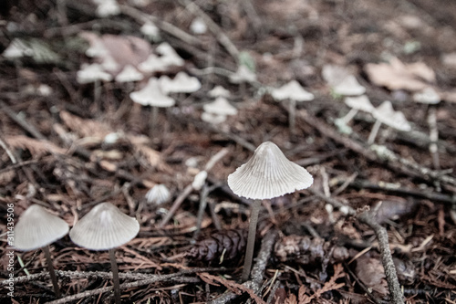Mushrooms in the Forest
