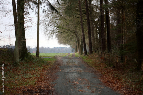 Forest road in wild nature background high quality fifty megapixels prints dorsten rhade photo