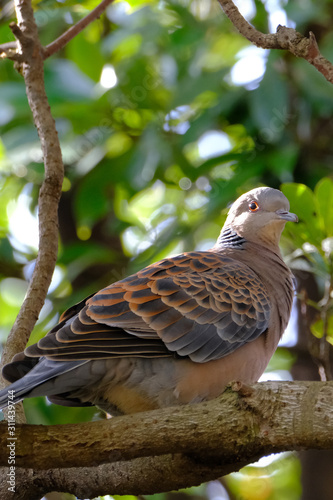 Wallpaper Mural turtle dove  on branch Torontodigital.ca