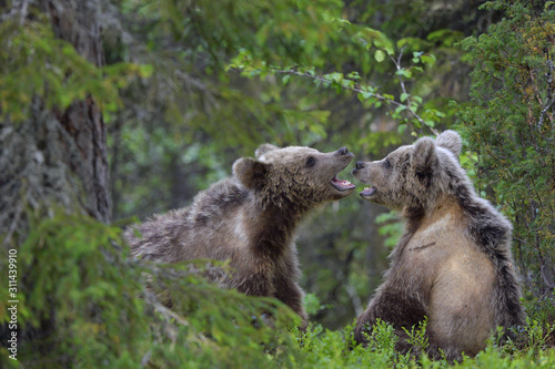 Brown Bear Cubs playfully fighting in the forest. Scientific name: Ursus Arctos Arctos. Natural habitat. © Uryadnikov Sergey